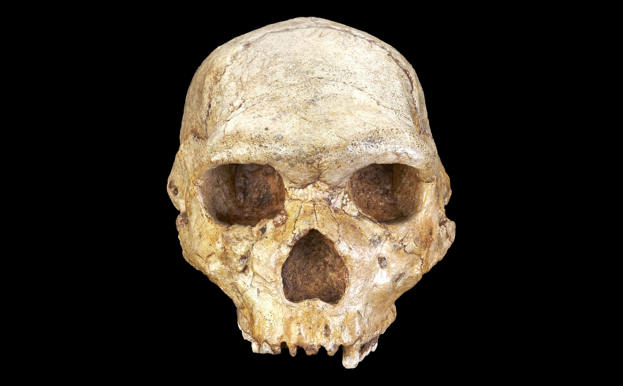 1-anthropino-kranio-homo-heidelbergensis-ekmagheio.jpg