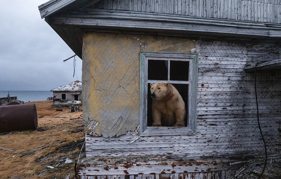 polar-bears3.webp