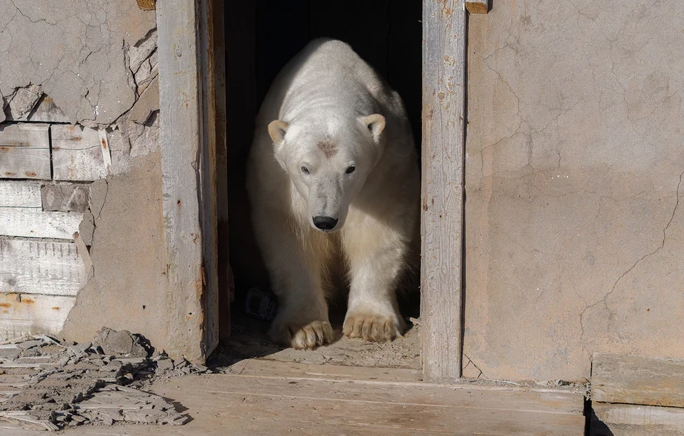 polar-bears5.webp