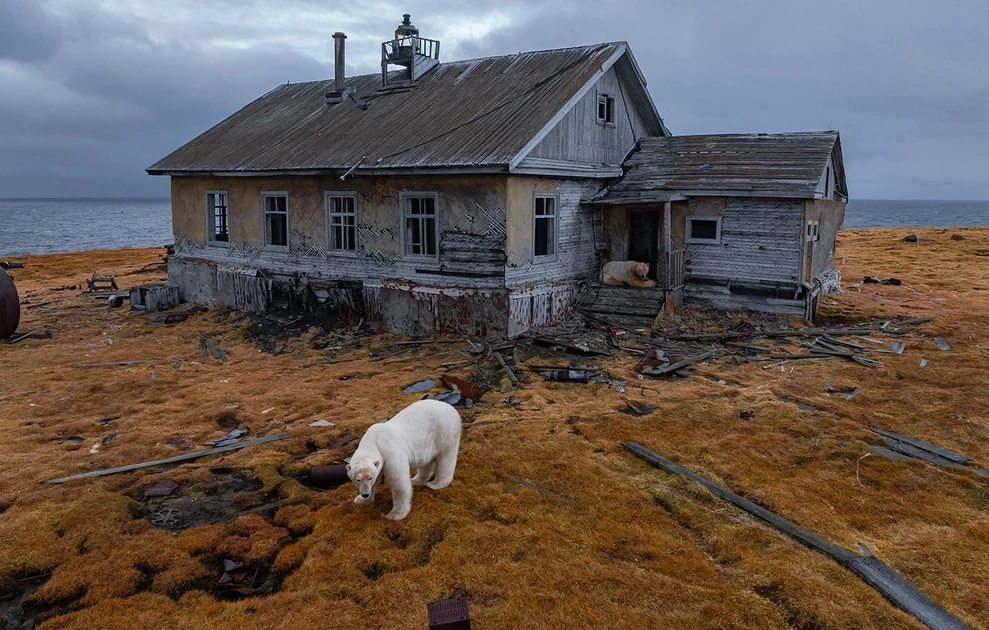 polar-bears6.webp