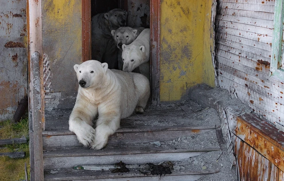polar-bears7.webp