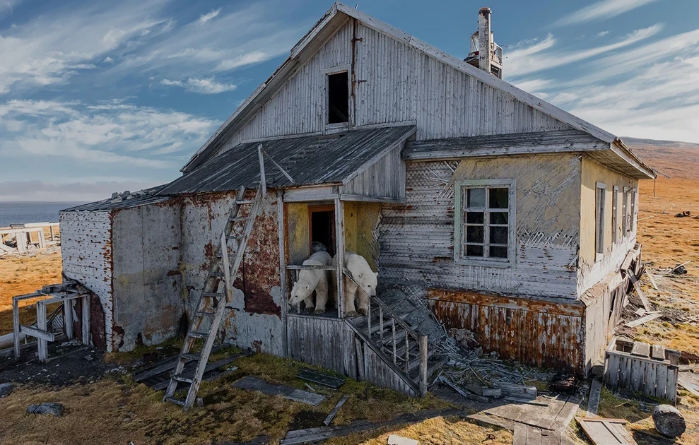 polar-bears9.webp