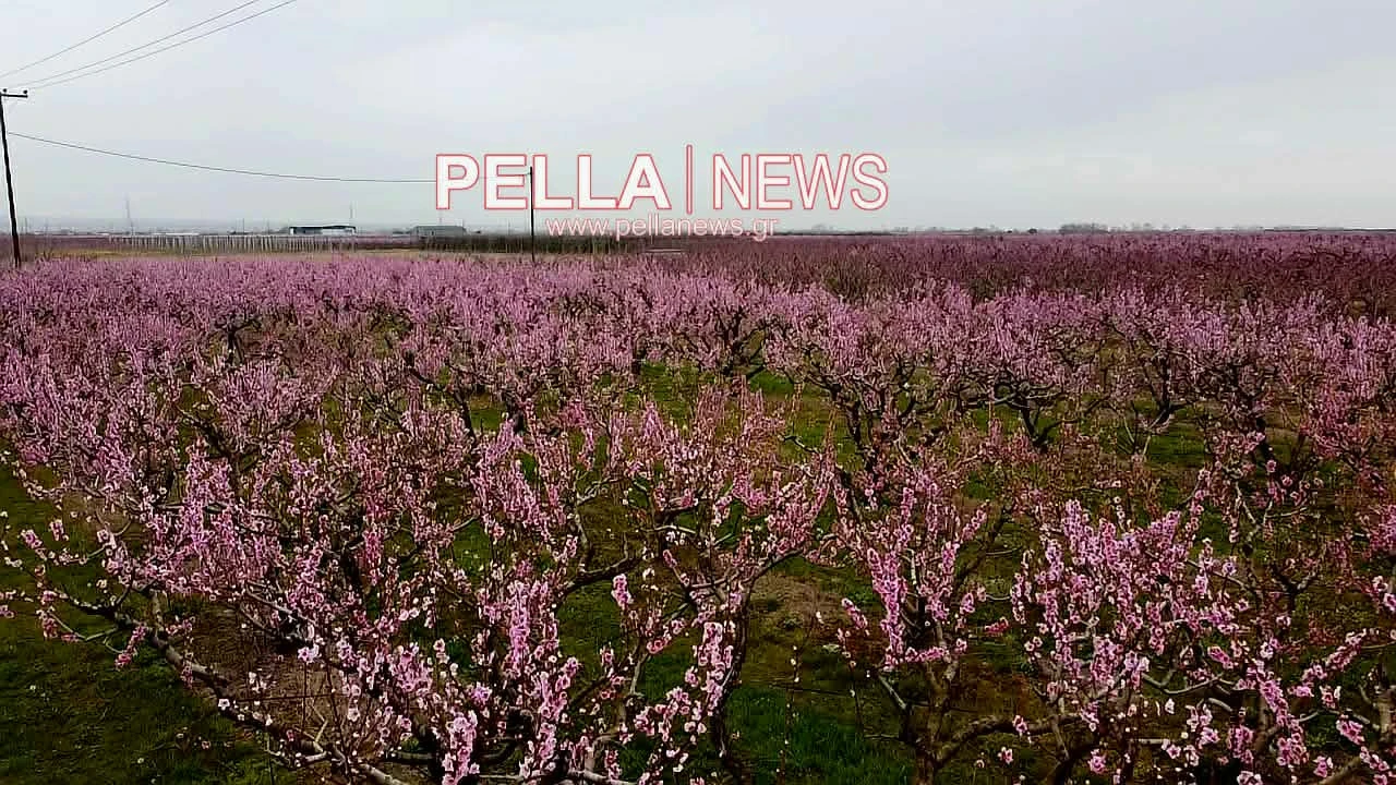 pella-anthi2.jpg