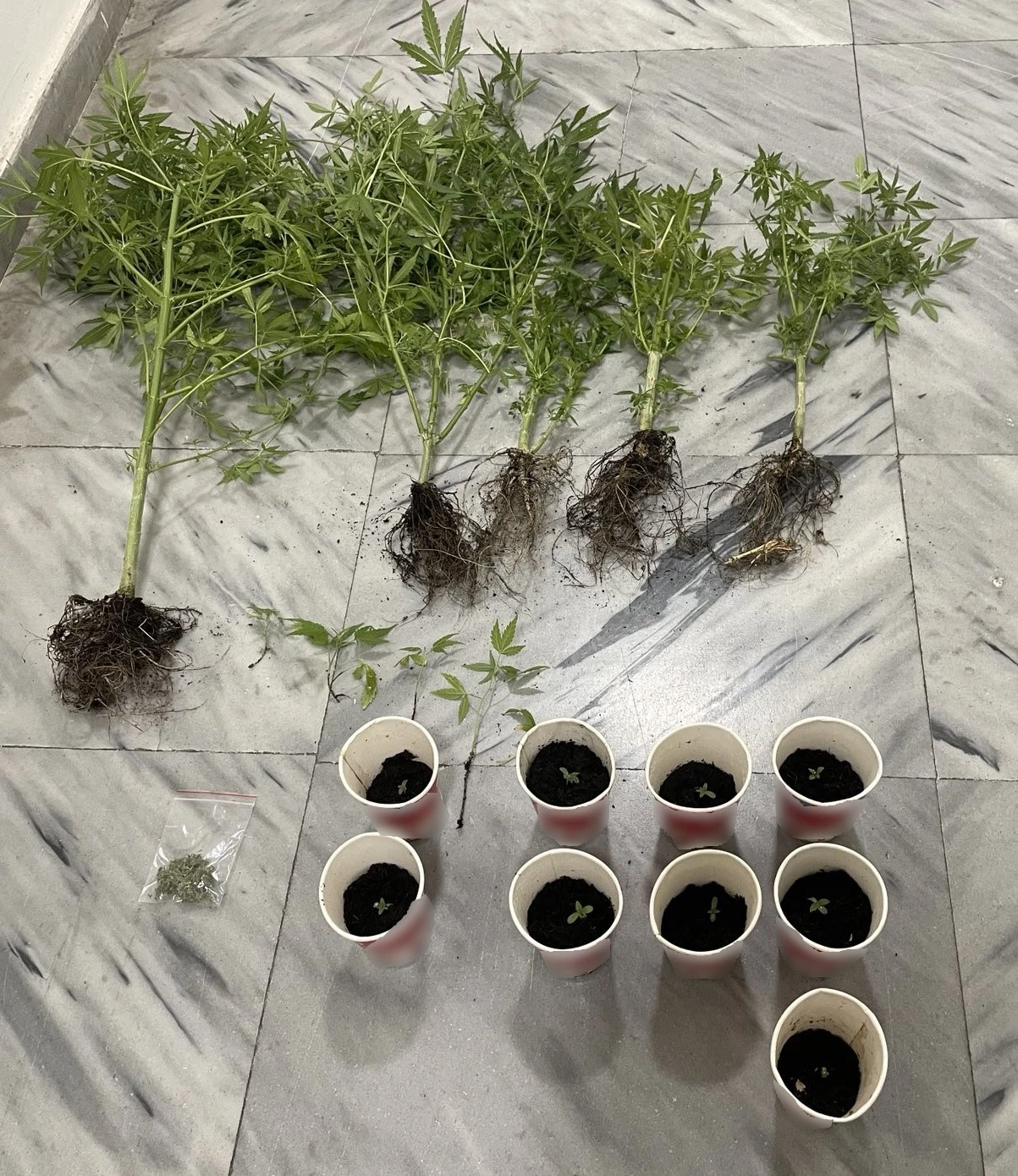 kataskhese-dendrullion-kannabes-tdee-pellas.jpg
