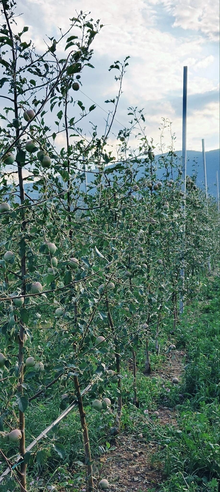 04.jpg