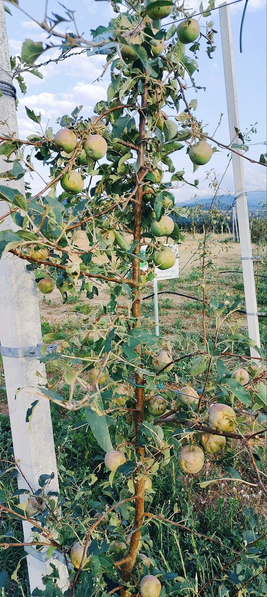 06.jpg