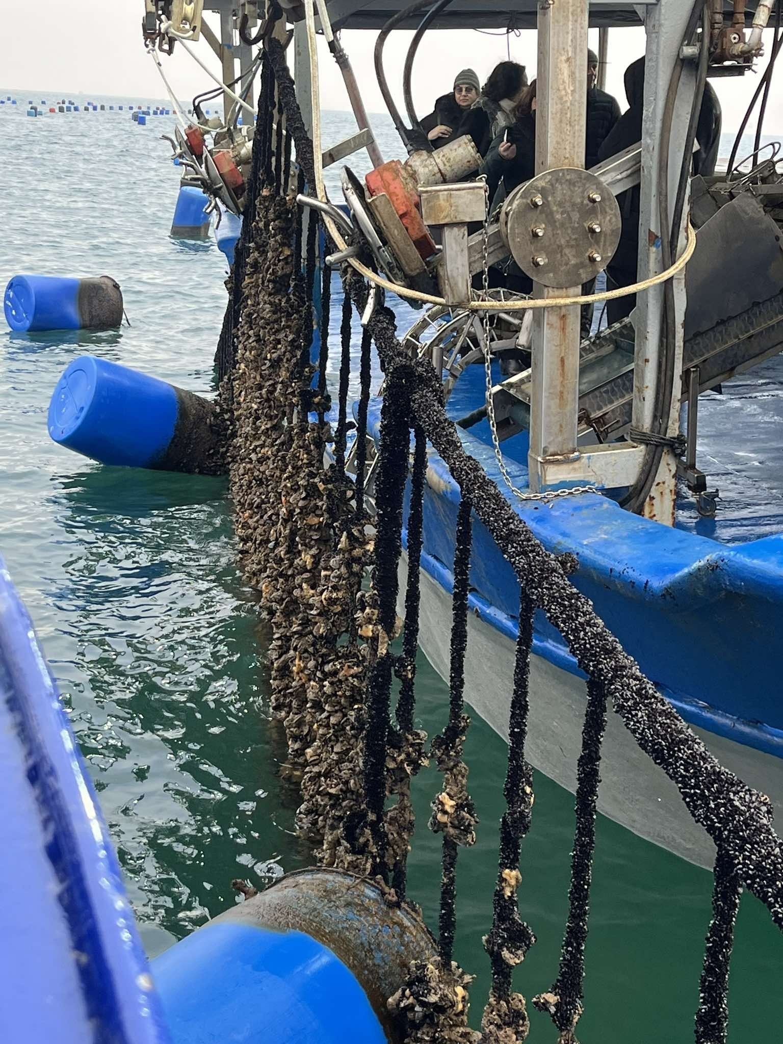 Τα προβλήματα των μυδοκαλλιεργητών της Πιερίας στο επίκεντρο επίσκεψης Ευρωβουλευτών στο λιμάνι Κίτρους