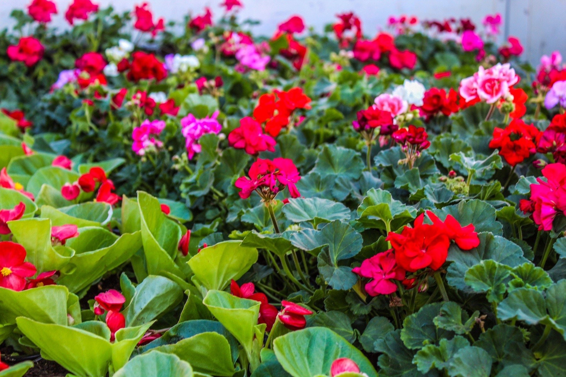 Άνοιξη στον Δήμο Δέλτα - Λουλούδια σε όλες τις πλατείες του δήμου