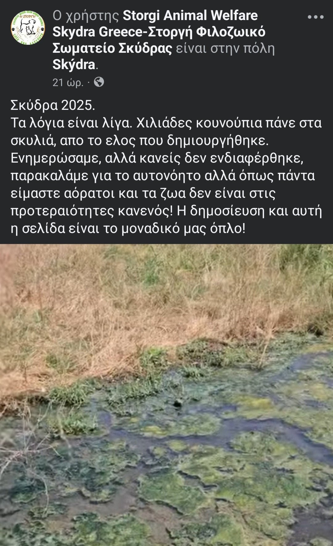 Σκύδρα 2025: Τα αδέσποτα αντιμέτωπα με εισβολή κουνουπιών – Έκκληση από το Φιλοζωικό Σωματείο "Στοργή"