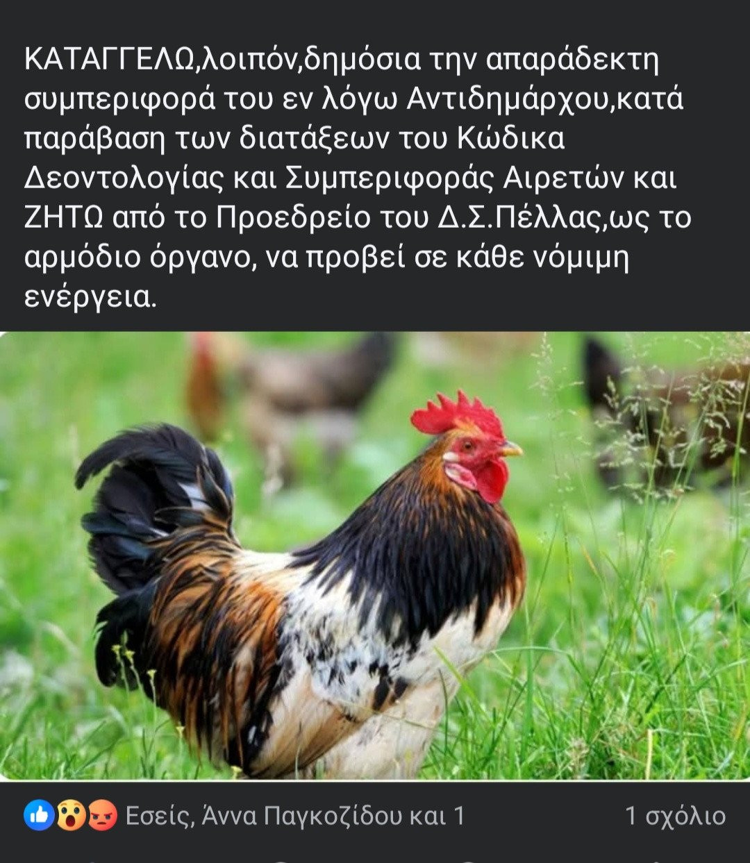 Δήλωση-Καταγγελία της Αναστασίας Δαρδανελιώτη: «Πριν αλέκτωρ λαλήσει τρις...»