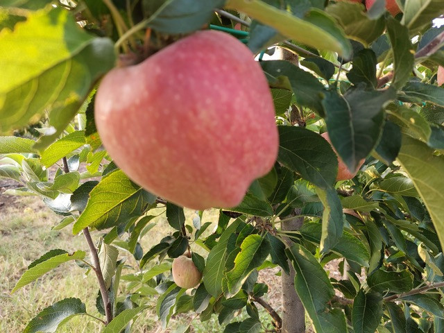 ΕΛΓΟ ΔΗΜΗΤΡΑ: Νέο κεφάλαιο στην παραγωγή πολλαπλασιαστικού υλικού οπωροφόρων δένδρων στην Ελλάδα