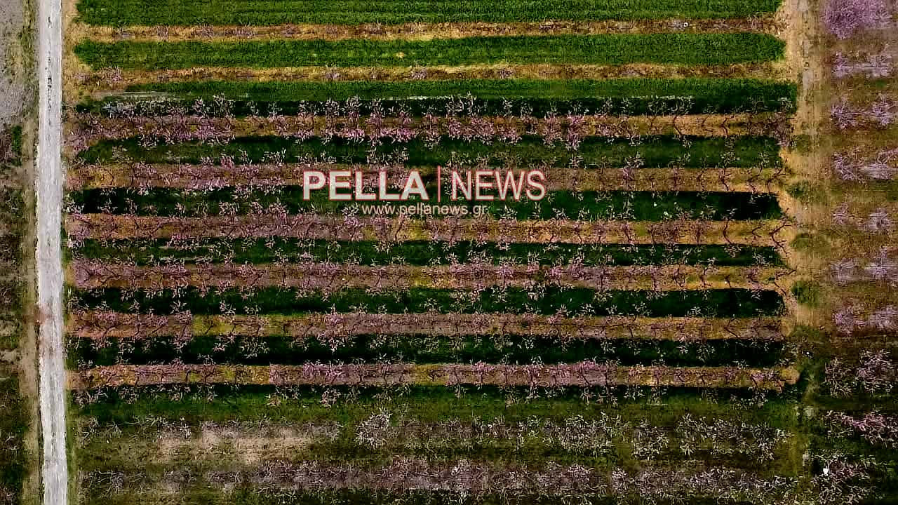 Η ανθισμένη Πέλλα από ψηλά: εικόνες drone σηματοδοτούν την έναρξη της άνοιξης