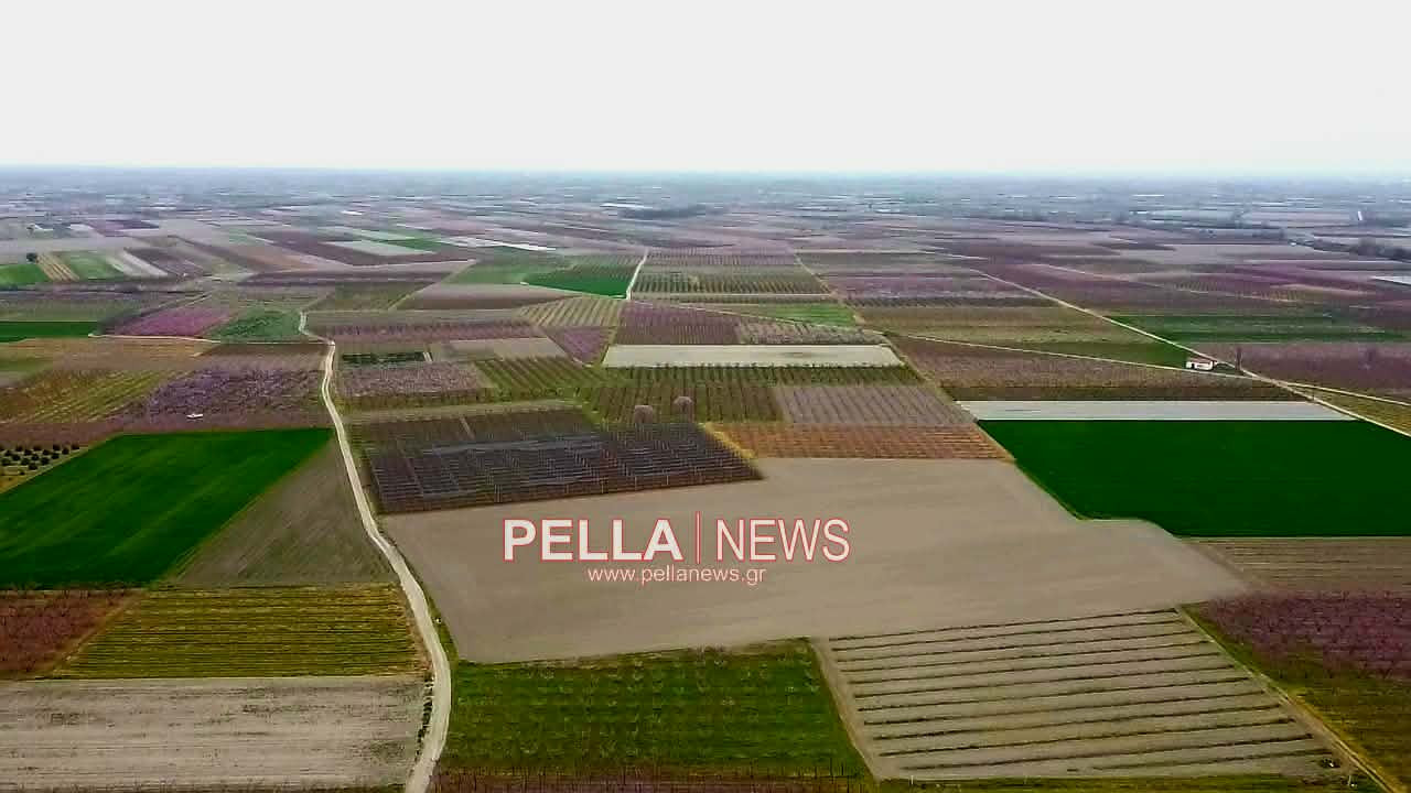 Η ανθισμένη Πέλλα από ψηλά: εικόνες drone σηματοδοτούν την έναρξη της άνοιξης
