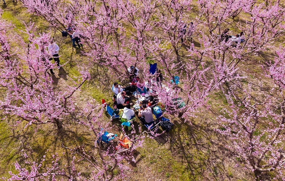 Το «ελληνικό χανάμι», ένα ροζ χαλί απλώνεται στα χωράφια: Χιλιάδες συρρέουν για να θαυμάσουν τις ανθισμένες ροδακινιές