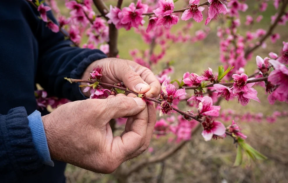 Το «ελληνικό χανάμι», ένα ροζ χαλί απλώνεται στα χωράφια: Χιλιάδες συρρέουν για να θαυμάσουν τις ανθισμένες ροδακινιές