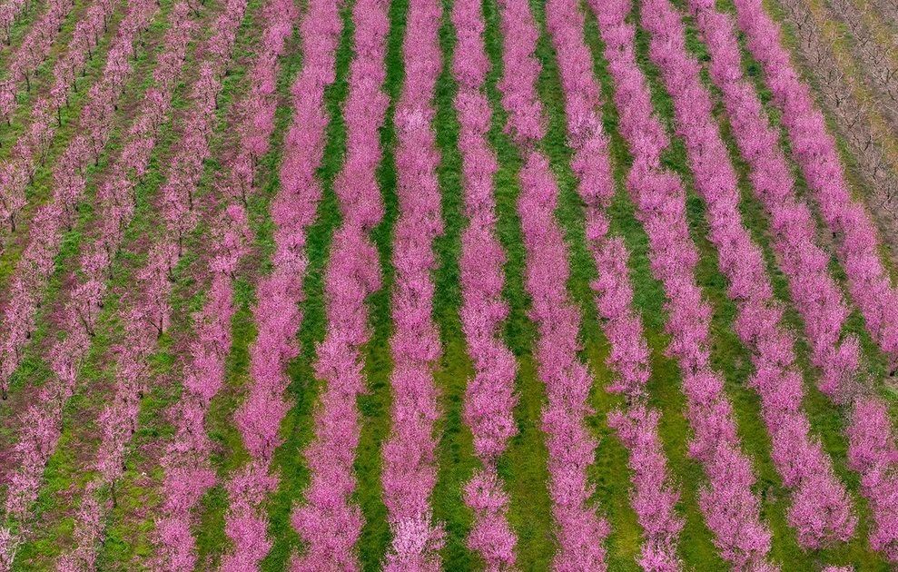Το «ελληνικό χανάμι», ένα ροζ χαλί απλώνεται στα χωράφια: Χιλιάδες συρρέουν για να θαυμάσουν τις ανθισμένες ροδακινιές