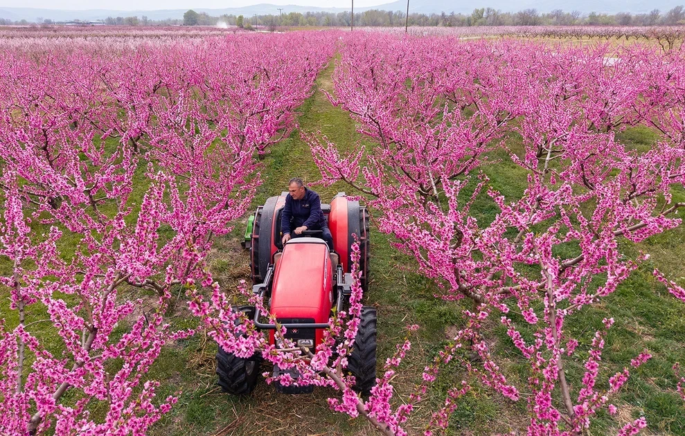 Το «ελληνικό χανάμι», ένα ροζ χαλί απλώνεται στα χωράφια: Χιλιάδες συρρέουν για να θαυμάσουν τις ανθισμένες ροδακινιές