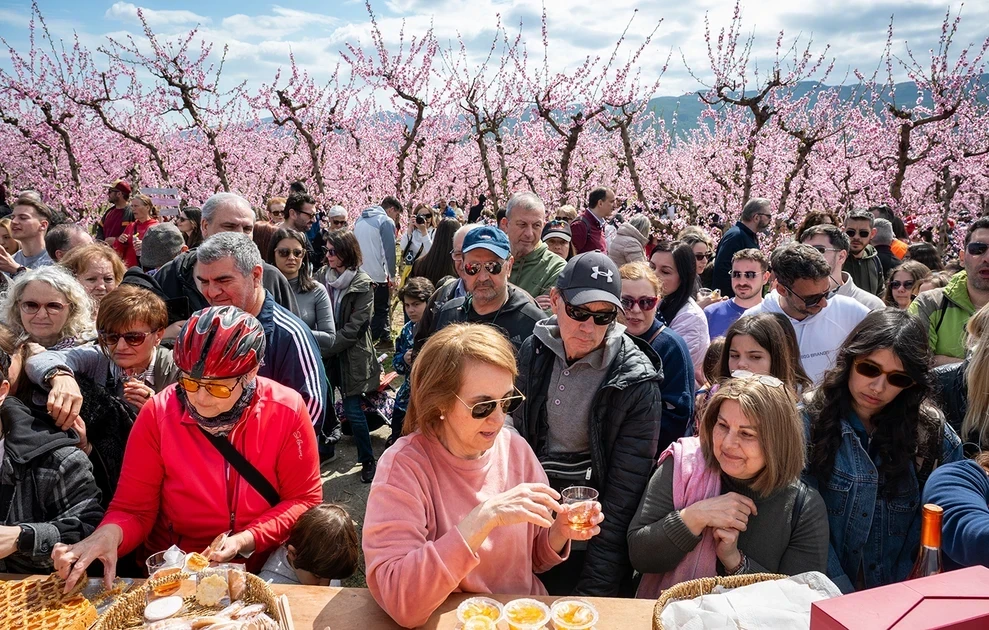Το «ελληνικό χανάμι», ένα ροζ χαλί απλώνεται στα χωράφια: Χιλιάδες συρρέουν για να θαυμάσουν τις ανθισμένες ροδακινιές