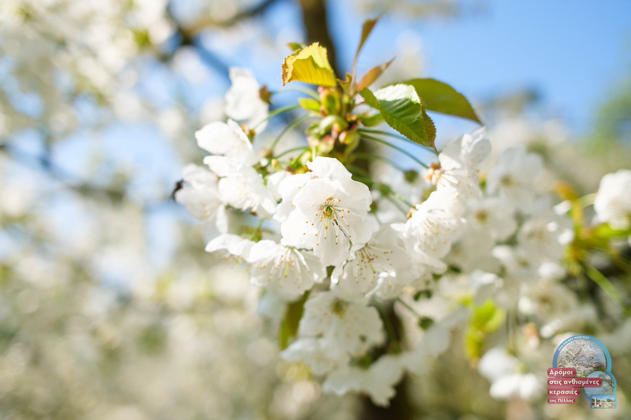 Με μεγάλη επιτυχία η πραγματοποίηση και της 2ης εκδήλωσης-γιορτής των ανθισμένων κερασιών στην Πέλλα