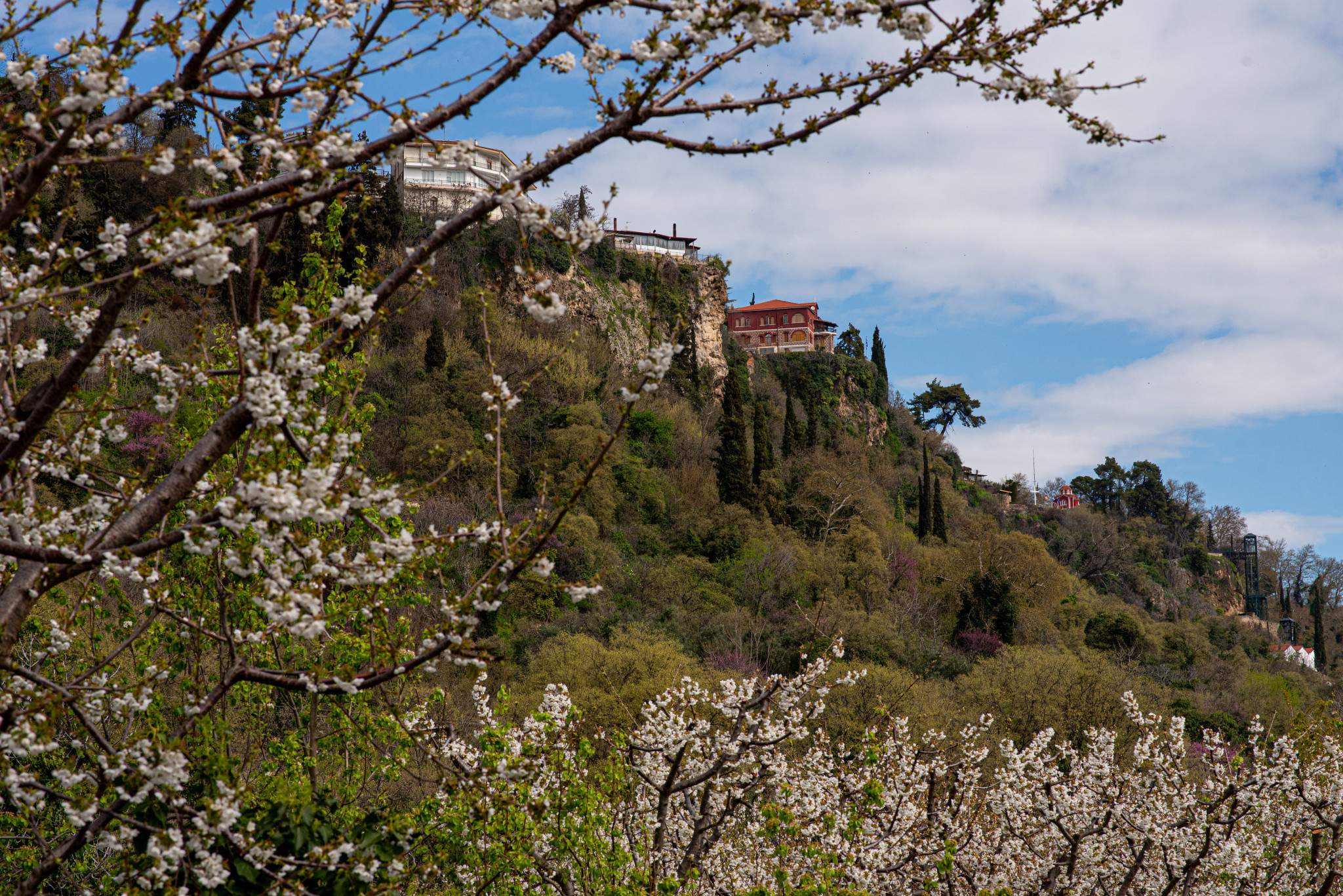 Οι Κερασιές θα ανθίσουν και φέτος στην Έδεσσα, την Βεγορίτιδα & την Ορεινή Πέλλα