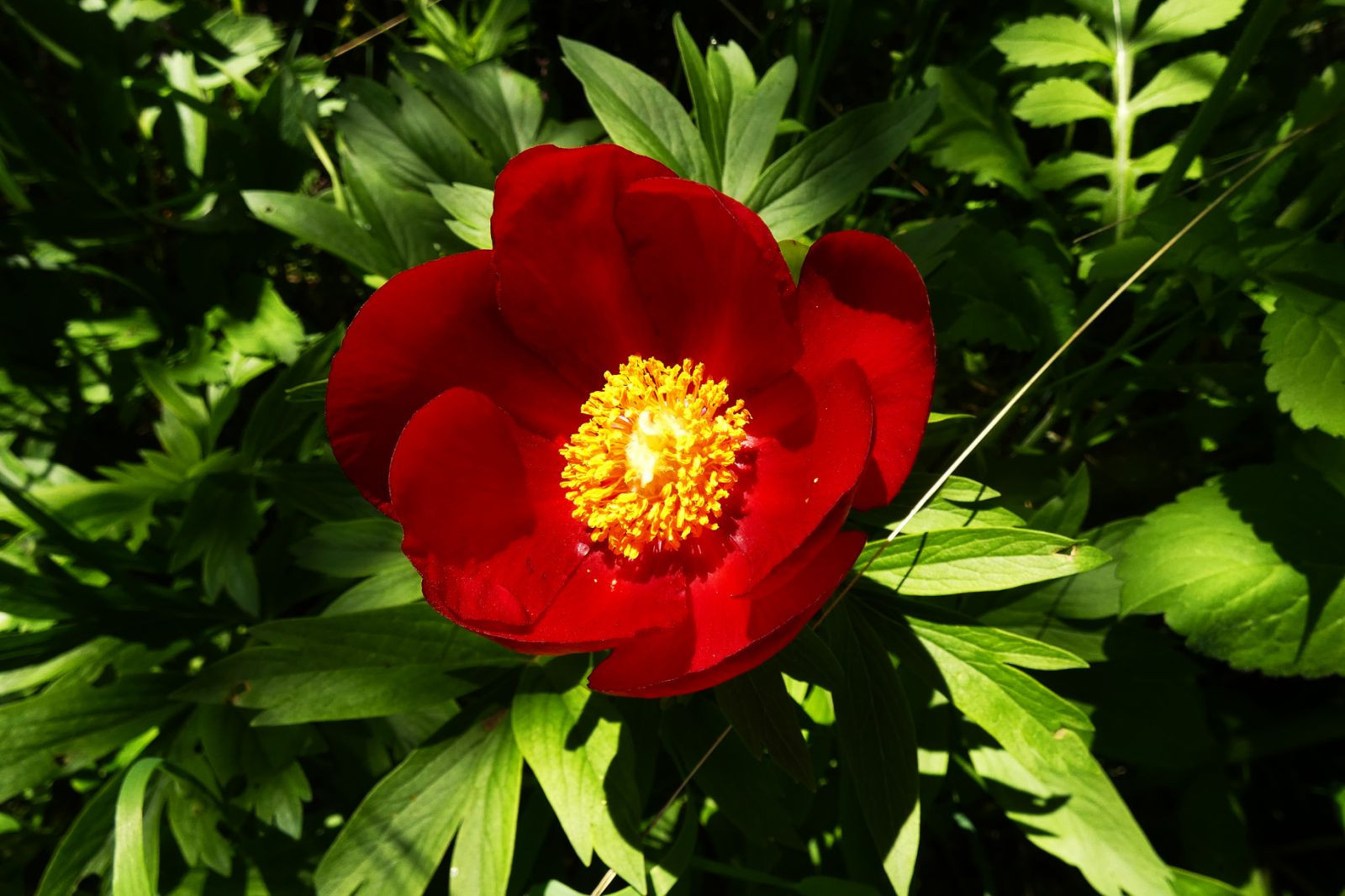 Ριζάρι Έδεσσας -«Περίπατος στο λιβάδι με τις παιώνιες»