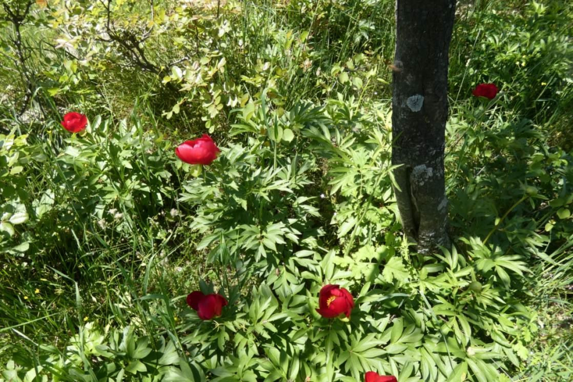 Ριζάρι Έδεσσας -«Περίπατος στο λιβάδι με τις παιώνιες»