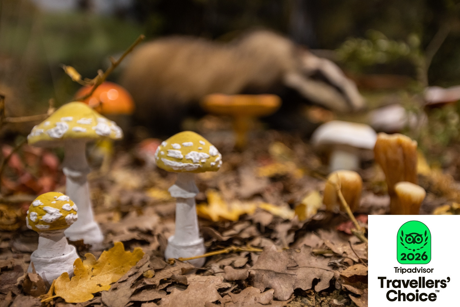 Διεθνής Αναγνώριση για το Μουσείο Φυσικής Ιστορίας Μετεώρων και Μουσείο Μανιταριών 5ο στην Ευρώπη