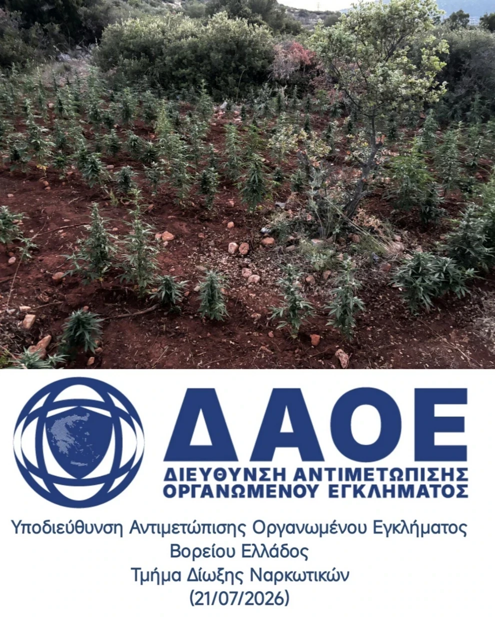 Φυτεία με πάνω από 1.500 δενδρύλλια κάνναβης στη Βοιωτία – Συνελήφθησαν 8 άτομα