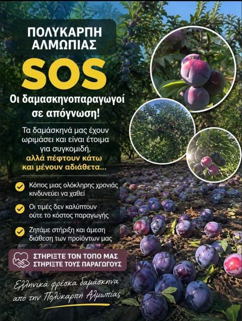SOS από την Πολυκάρπη Αλμωπίας: Στα δέντρα και στο έδαφος σαπίζουν τα δαμάσκηνα – Σε απόγνωση οι παραγωγοί