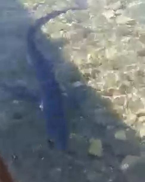 Εμφανίστηκε γαλάζιος καρχαρίας στον Μύτικα Αιτωλοακαρνανίας