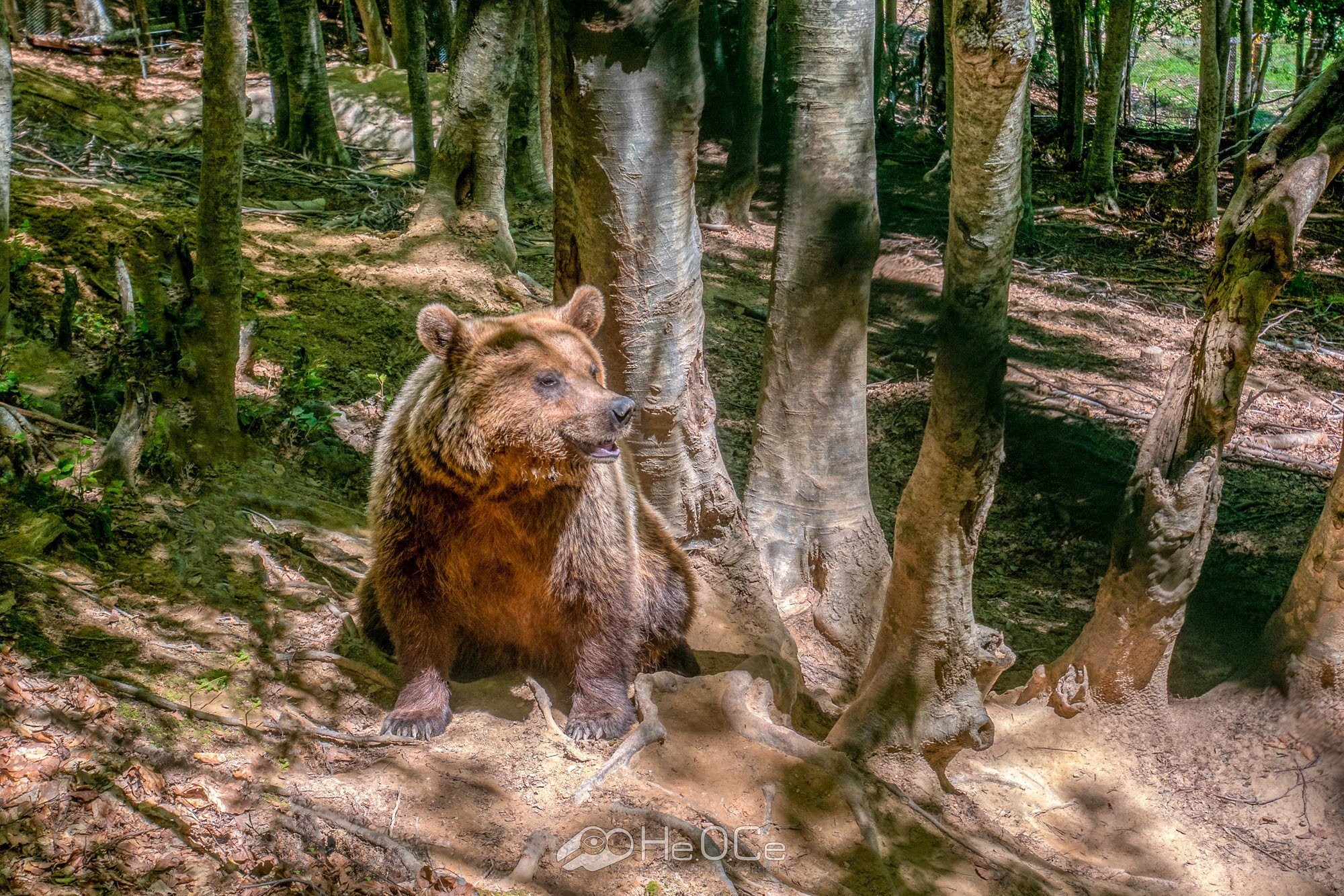 Κέντρο προστασίας αρκούδας - Αρκτούρος