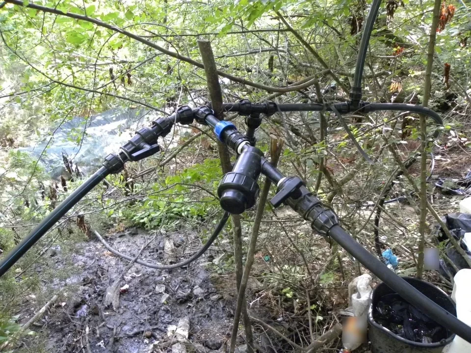 Όλυμπος: Βρέθηκε φυτεία-μαμούθ δενδρυλλίων κάνναβης -Κοντά στα 40 εκατ. ευρώ το κέρδος του κυκλώματος