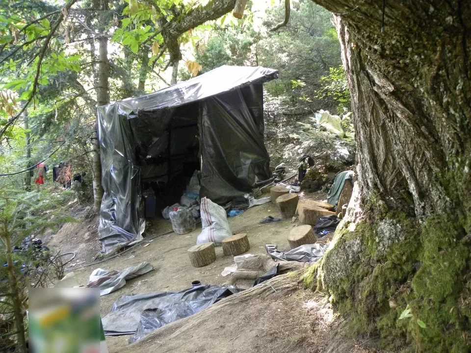 Όλυμπος: Βρέθηκε φυτεία-μαμούθ δενδρυλλίων κάνναβης -Κοντά στα 40 εκατ. ευρώ το κέρδος του κυκλώματος