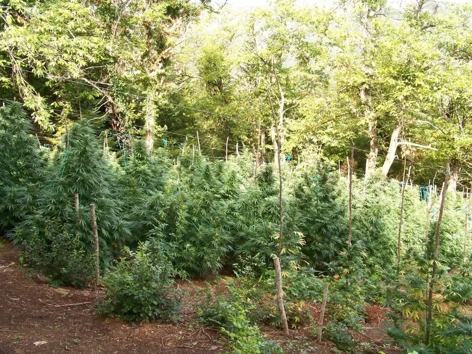 Όλυμπος: Βρέθηκε φυτεία-μαμούθ δενδρυλλίων κάνναβης -Κοντά στα 40 εκατ. ευρώ το κέρδος του κυκλώματος