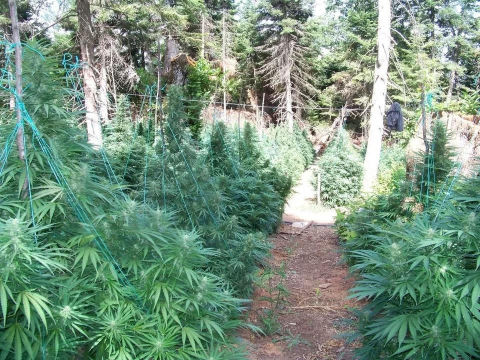 Όλυμπος: Βρέθηκε φυτεία-μαμούθ δενδρυλλίων κάνναβης -Κοντά στα 40 εκατ. ευρώ το κέρδος του κυκλώματος