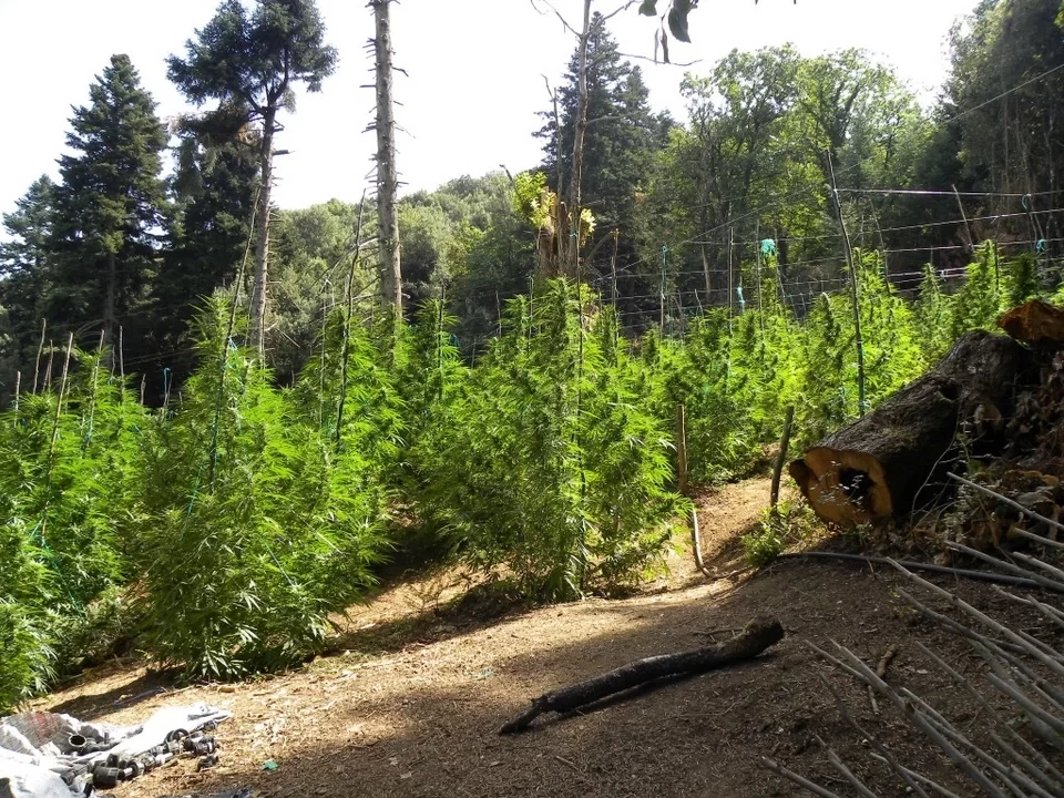 Όλυμπος: Βρέθηκε φυτεία-μαμούθ δενδρυλλίων κάνναβης -Κοντά στα 40 εκατ. ευρώ το κέρδος του κυκλώματος