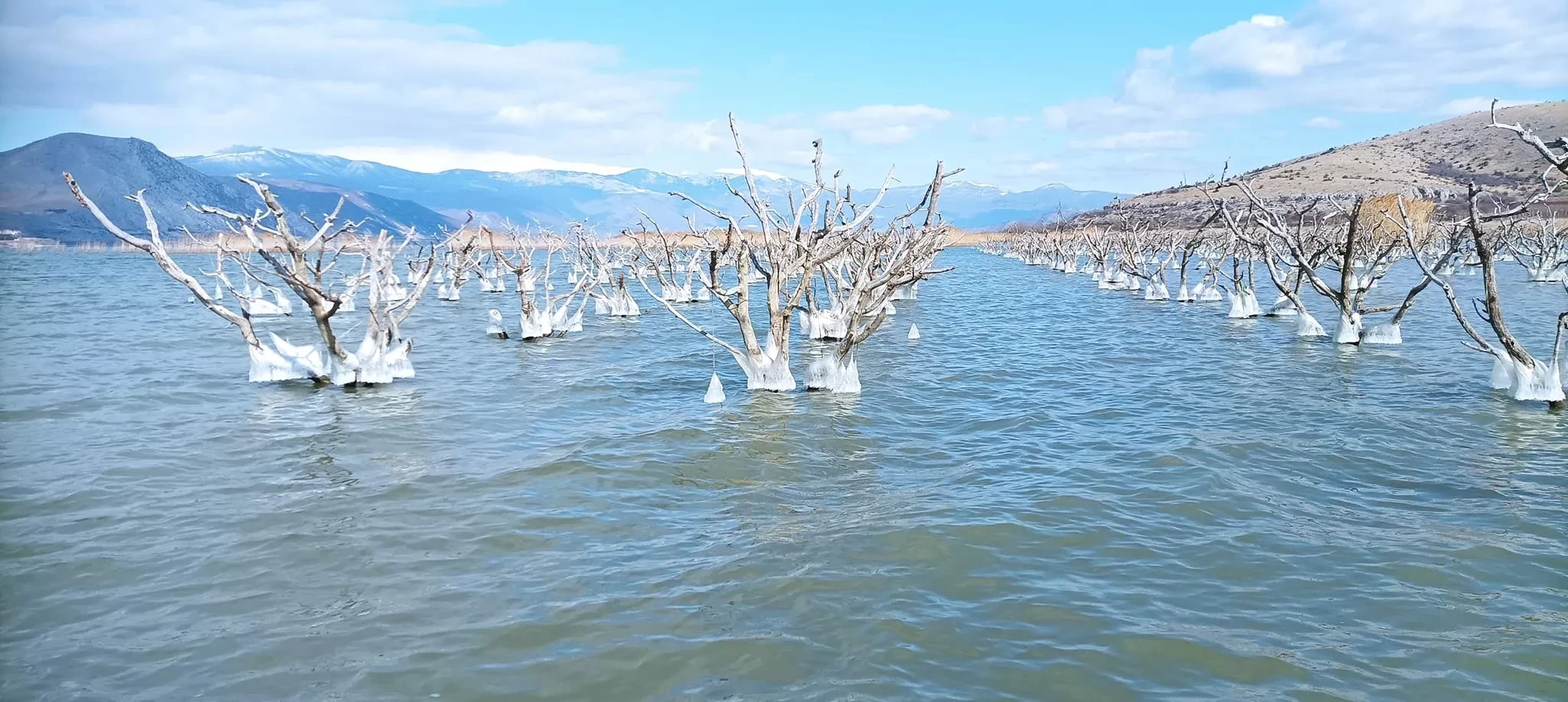 Οι «υδρόβιες» ροδακινιές της λίμνης Βεγορίτιδας
