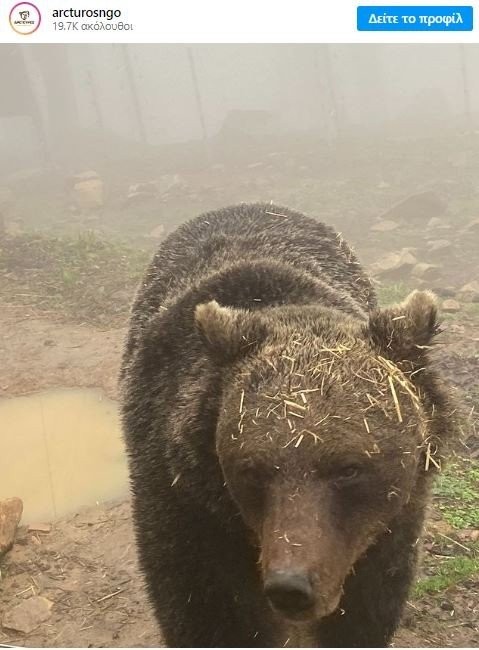 Αρκτούρος: Ξύπνησε η πρώτη αρκούδα από τον χειμέριο λήθαργο