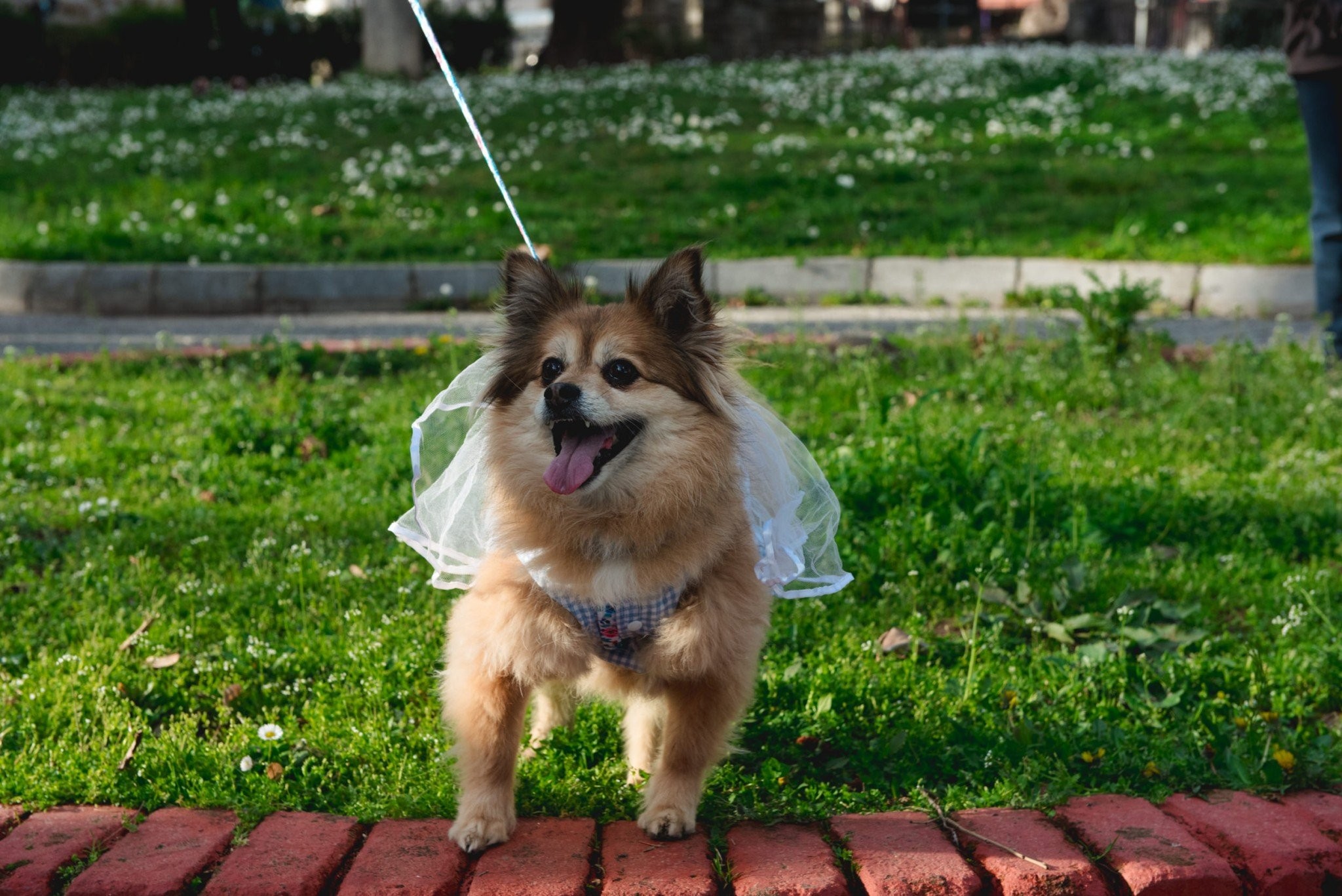 1ο Edessa Dog Carnival … Η Έδεσσα είναι προορισμός που σέβεται τους τετράποδους φίλους
