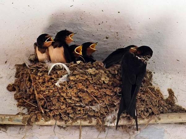 Όταν γυρνούν τα χελιδόνια...