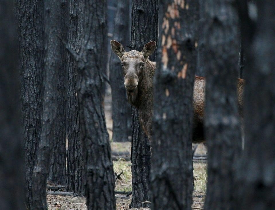 Τσέρνομπιλ: 38 χρόνια από το χειρότερο ατύχημα σε πυρηνικό εργοστάσιο