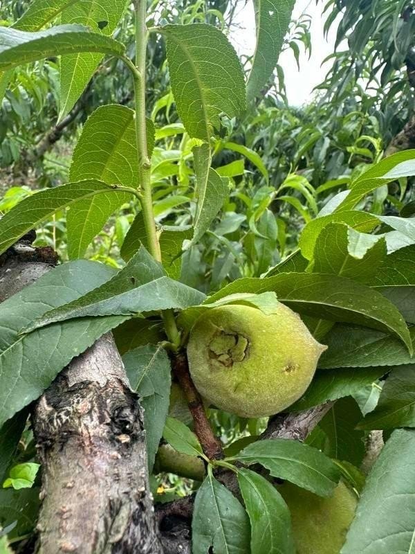 Μεσημέρι Έδεσσας: SoS για ολική καταστροφή