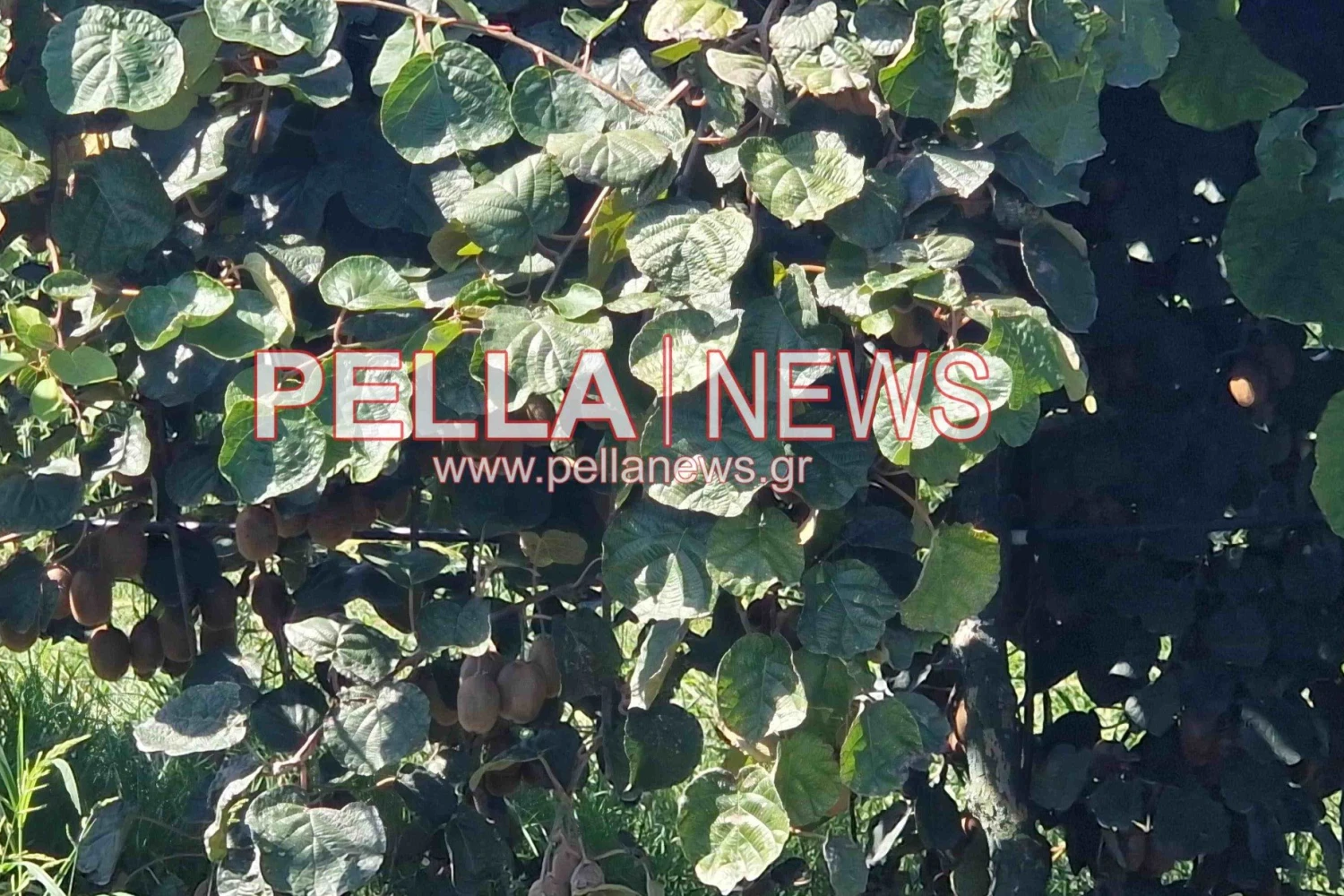 Μαζικές εκριζώσεις ροδακινιών, με τις ακτινιδιές να παίρνουν τη θέση τους