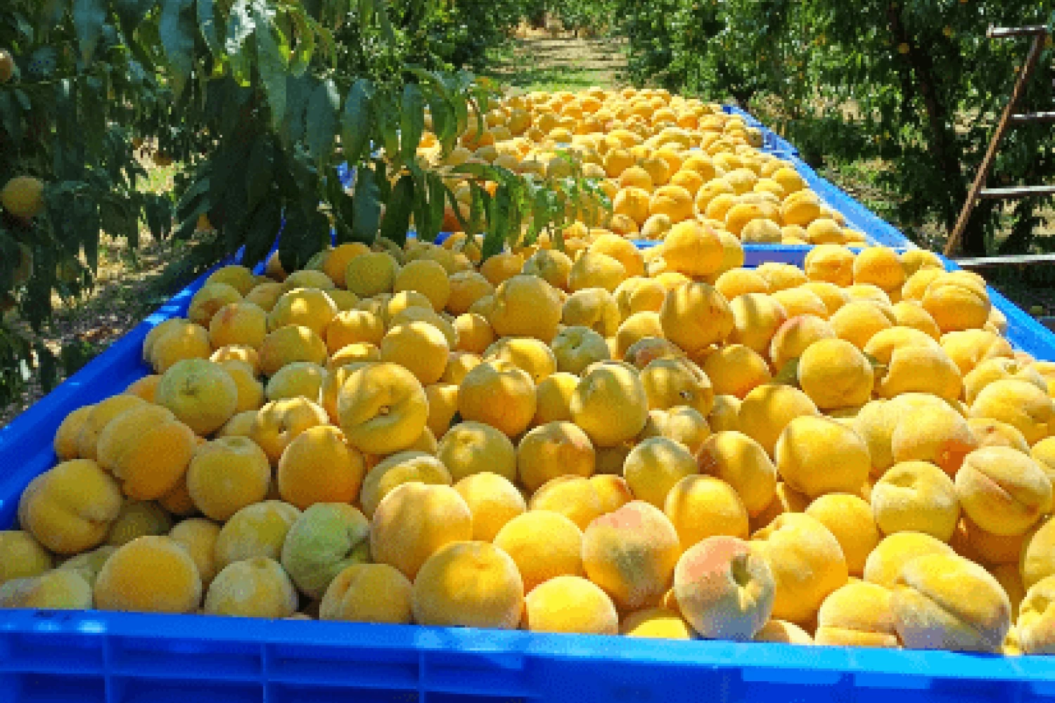 Συνάντηση Αγροτικών Συλλόγων Πέλλας & Ημαθίας με ΕΚΕ: Επιβεβαιώθηκαν οι τιμές των 0,35 & 0,37ευρώ/κιλό και τώρα...ιδού η Ρόδος, ιδού και το πήδημα!