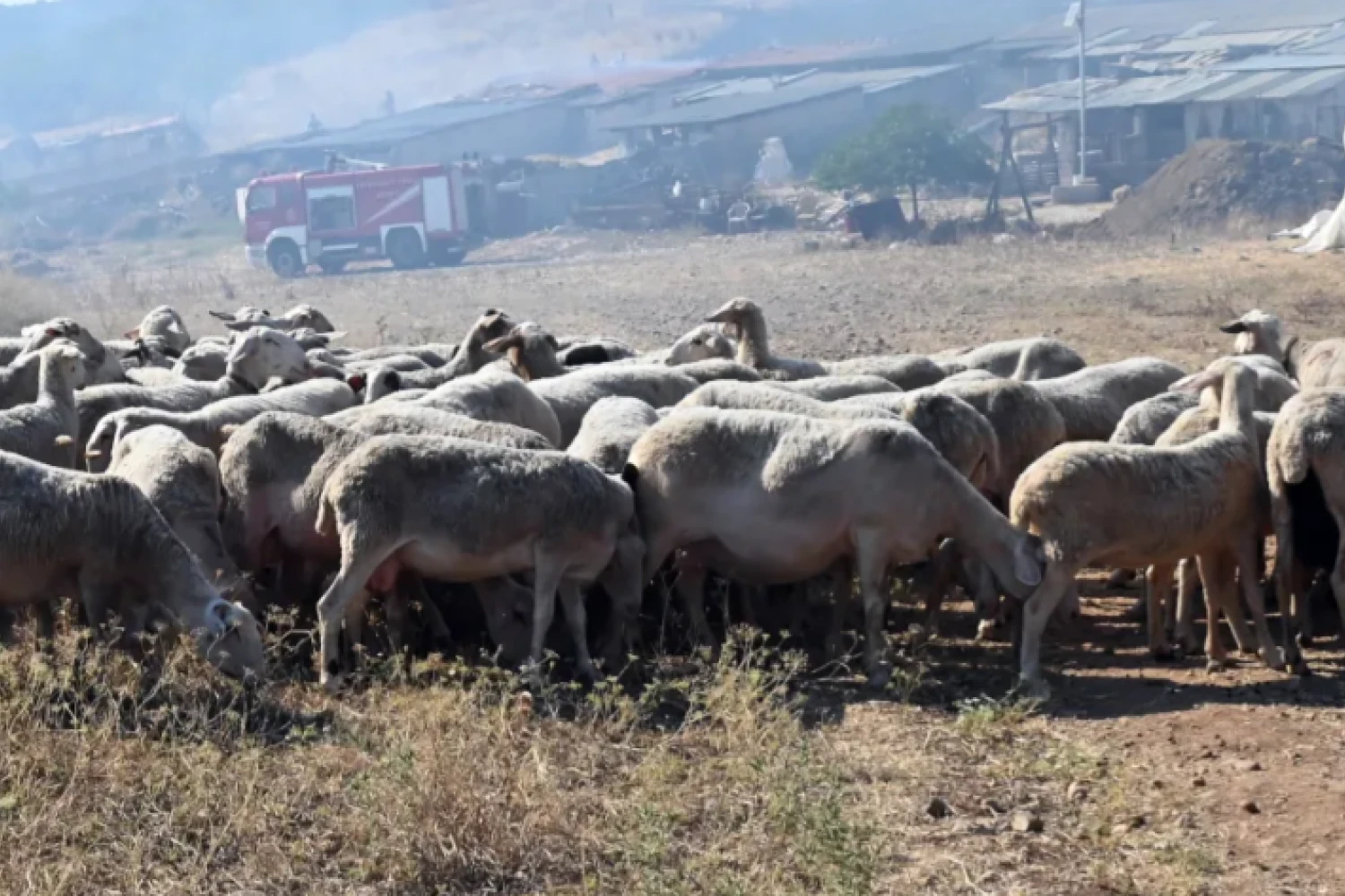 Η γερμανική TAZ «κράζει» για τον ΟΠΕΚΕΠΕ: Το ΑΙ πρόβατο της Κρήτης
