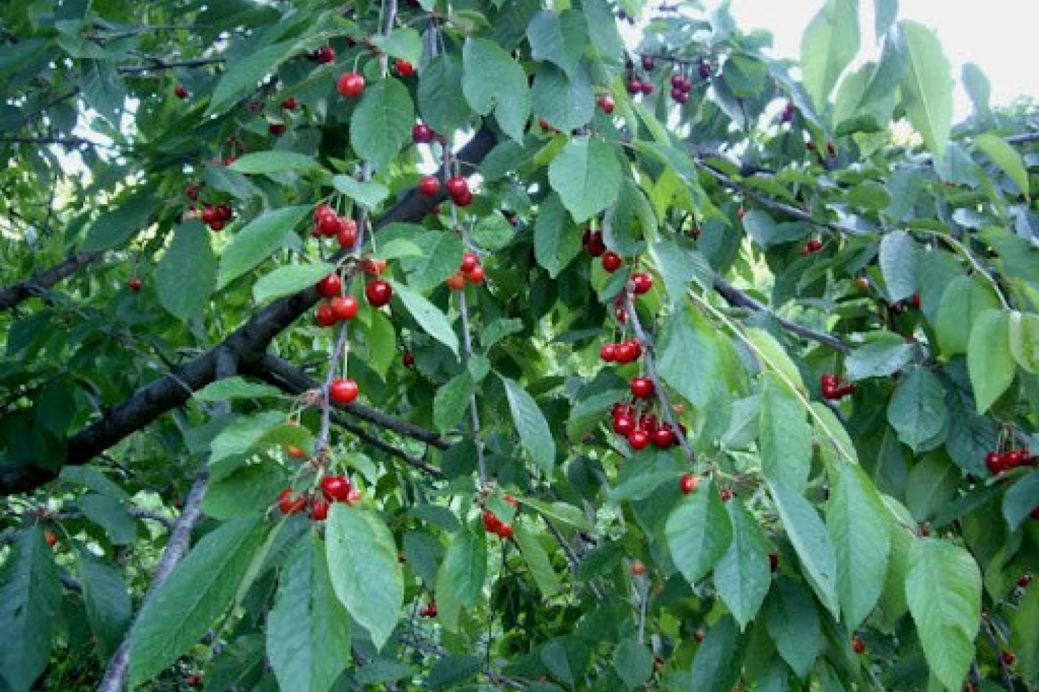 Παρά τις υποσχέσεις για προκαταβολές στους πληγέντες παραγωγούς της Πέλλας: Αγωνία, απογοήτευση και ένα «μαύρο» προάγγελμα Χριστουγέννων