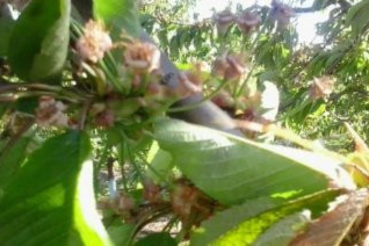 Διαμαρτυρία παραγωγών κερασιού για την εξαίρεσή τους από τις αποζημιώσεις του ανοιξιάτικου παγετού