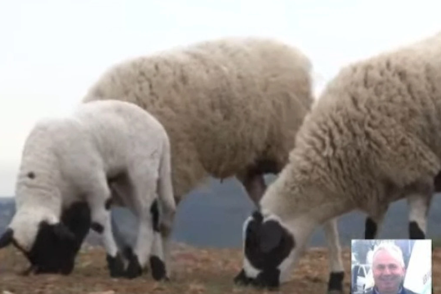 Σε απόγνωση οι κτηνοτρόφοι μετά την ευλογιά: Χωρίς αποζημιώσεις και χωρίς προοπτική επανεκκίνησης