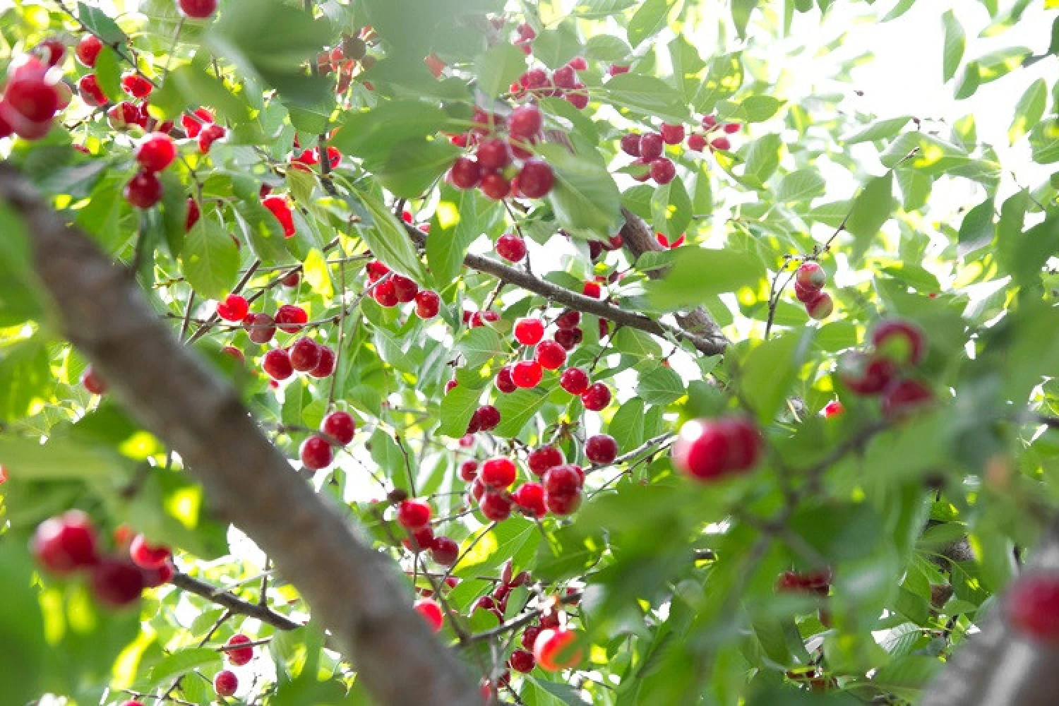 ΕΛΓΑ: Πληρωμές τη Μεγάλη Τρίτη 7 Απριλίου – Στο μικροσκόπιο το κεράσι για το σχέδιο αποζημιώσεων