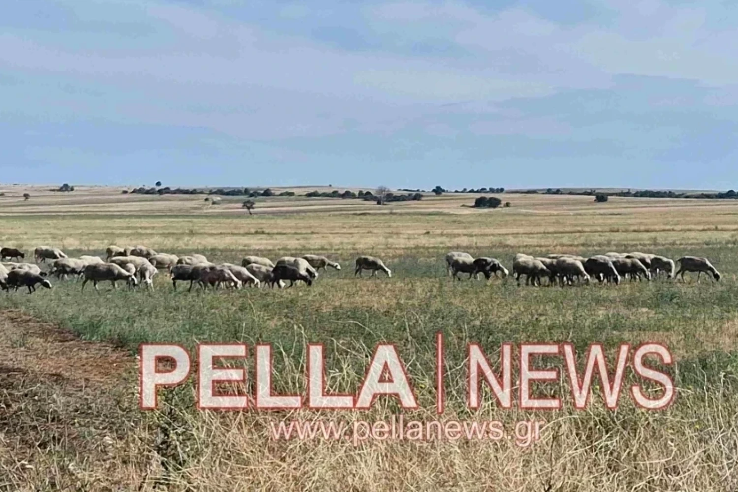 Ευλογιά προβάτων: Έχουν θανατωθεί 486.666 ζώα